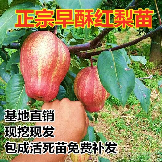 平邑县早酥红梨苗 包品种现挖现买基地直销死苗补发