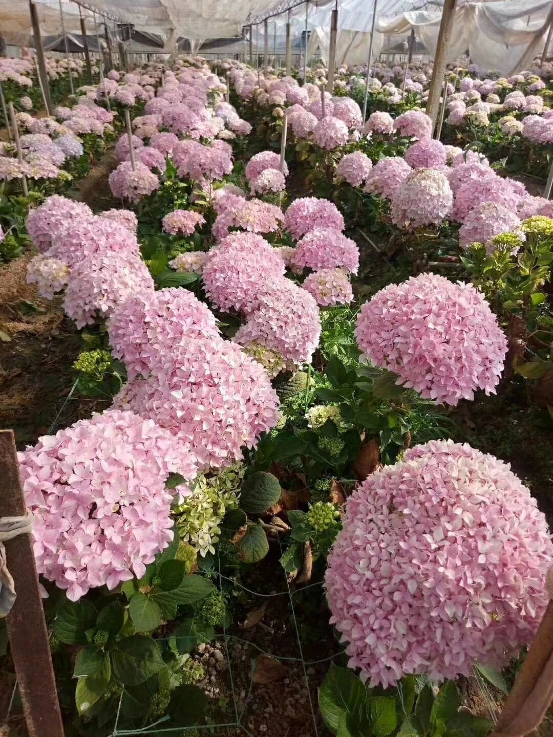 繡球八仙花無(wú)盡夏大海藍(lán)小海藍(lán) 精品小苗  用于園藝綠化工程