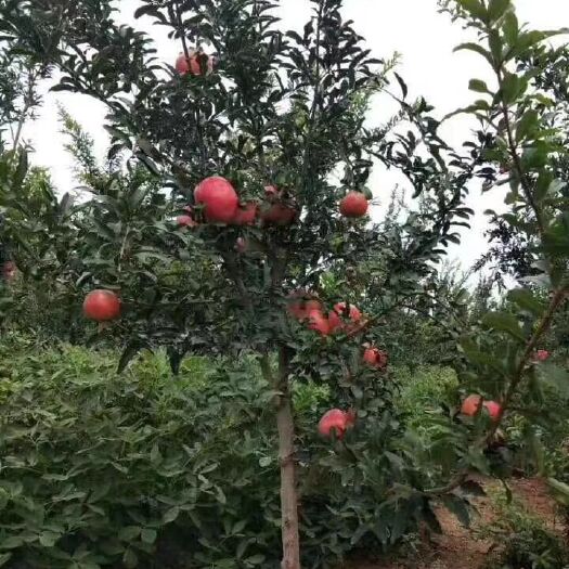 平邑县墨石榴苗 突尼斯软籽石榴 墨玉石榴苗