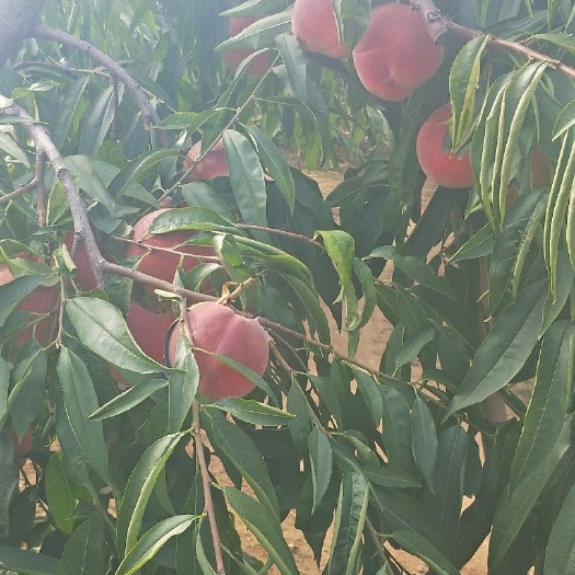 平邑县 沂蒙霜红桃树苗，品种正宗，包成活，死苗无条件补发
