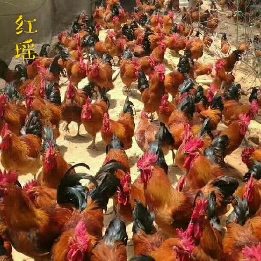 广州正宗 红瑶鸡苗，大种，好养，包打疫苗包邮，量大从优