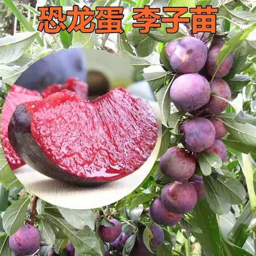 平邑县 嫁接李子树苗西梅李子树苗恐龙蛋树苗当年结果