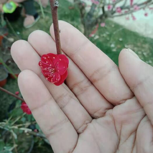 新沂市朱砂梅盆景  原生红须朱砂梅，一颗包邮