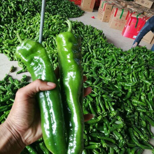大荔县精品泡椒  二荆条  螺丝椒  品种多