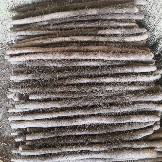 新绛县新鲜麻山药上市，首捡货，二货，条货，下脚料