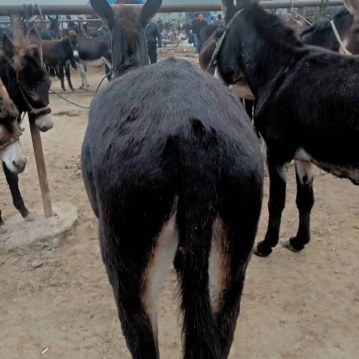 禮縣 放牧肉驢大量出售。
