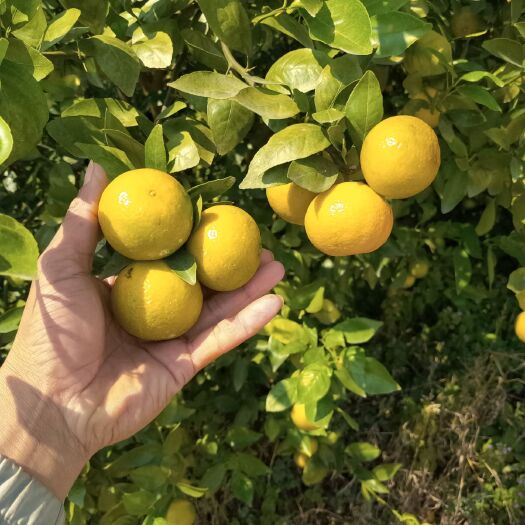 象州县皇帝柑 个大味甜，果面干净无花