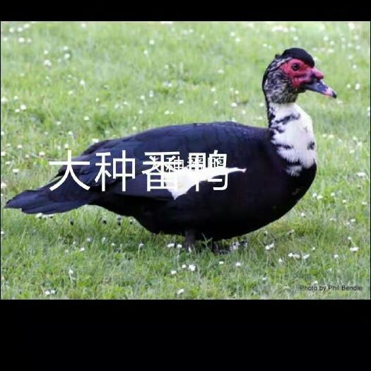南宁 大种番鸭苗