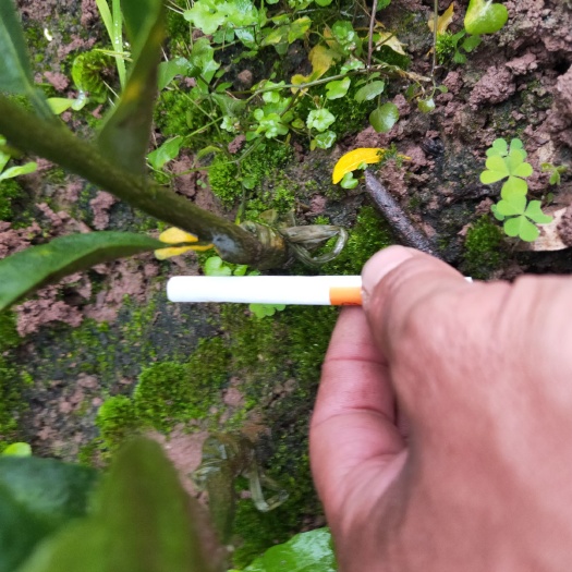 简阳市广东单枞 广东金奎砂糖橘，懂行的老板来，出苗黄金季节忙，望体谅
