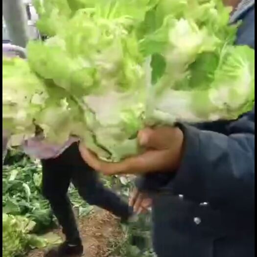 永城市 精美儿菜，欢迎老板，采购儿菜！