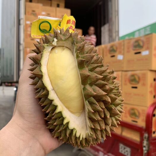 凭祥市巴掌榴莲 金枕巴掌
