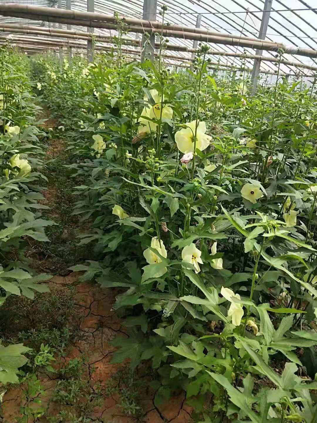 金花葵花茶 金花葵花,籽,油,茎根