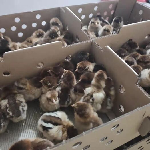 南宁 青脚麻鸡苗(热卖销量)广西品牌之一 厂家直销