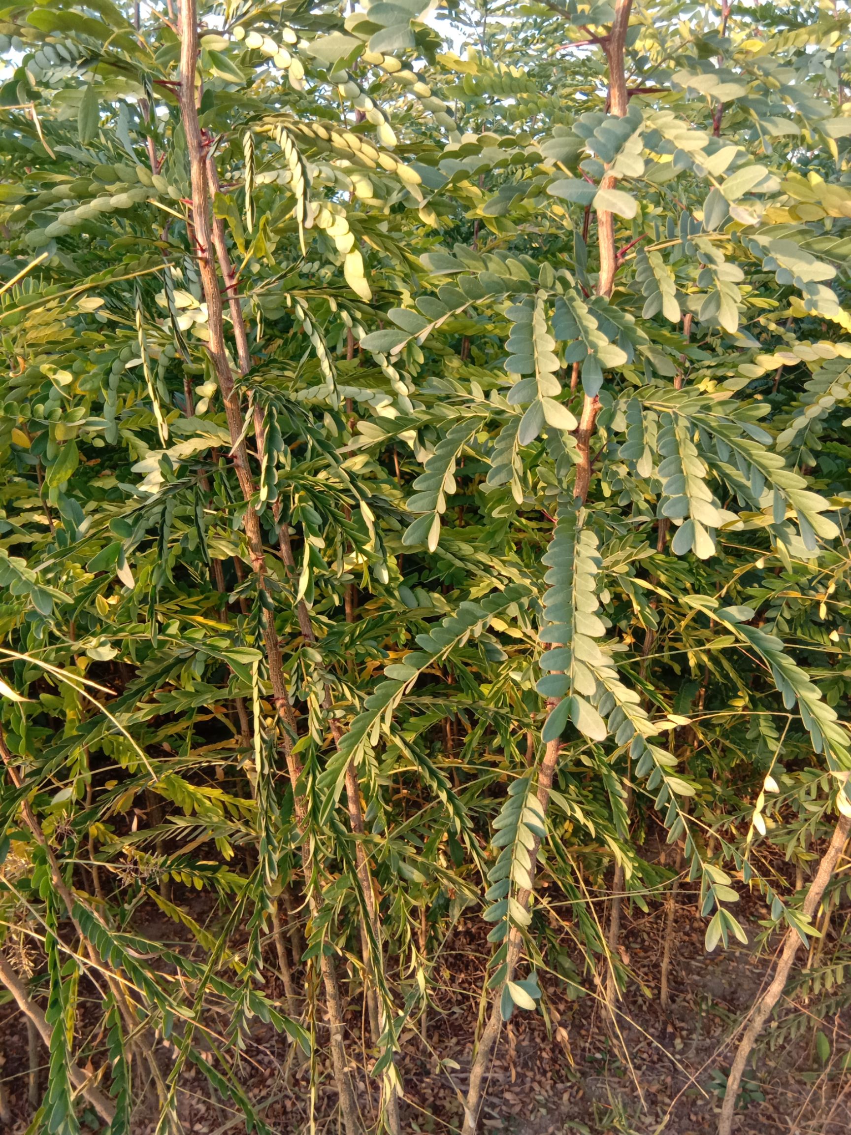 泰安大刺皂角树