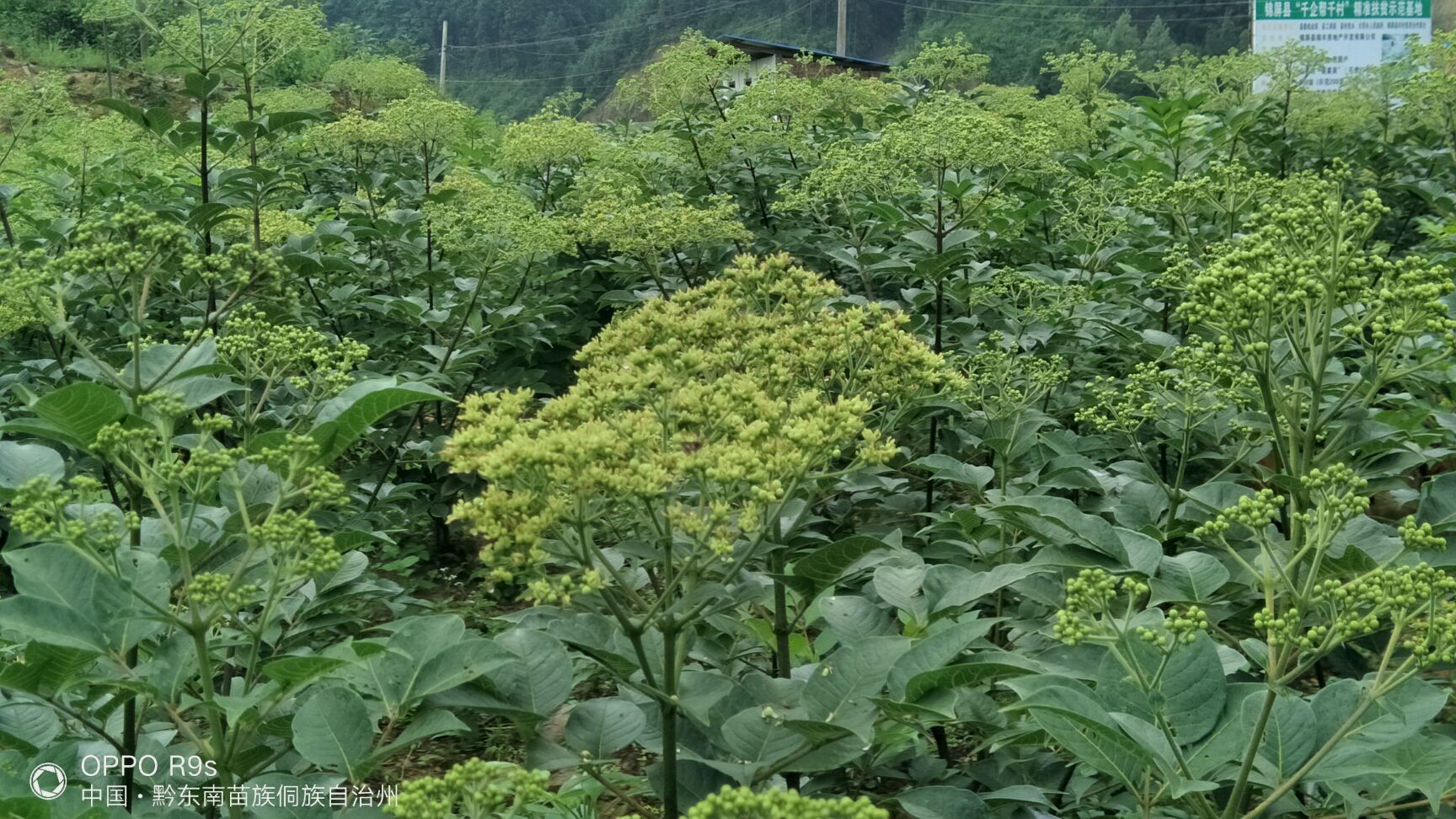 自產廣西吳茱萸苗江西吳茱萸苗大量乾貨批發