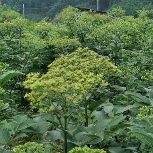 锦屏县吴茱萸苗 大量出售 正宗高产中花吴茱萸扦插苗，30——70公分高