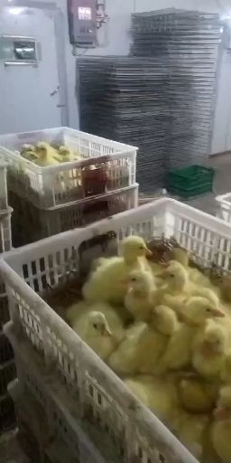 郓城县灰鹅苗