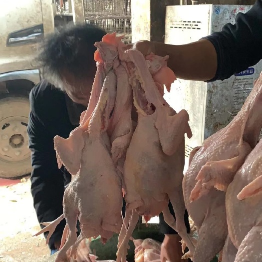 曲周县白条鸡 蛋鸡白条