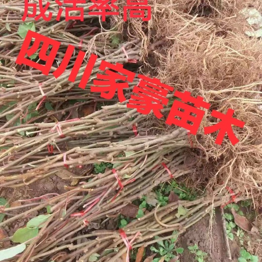 猕猴桃实生苗 实生苗