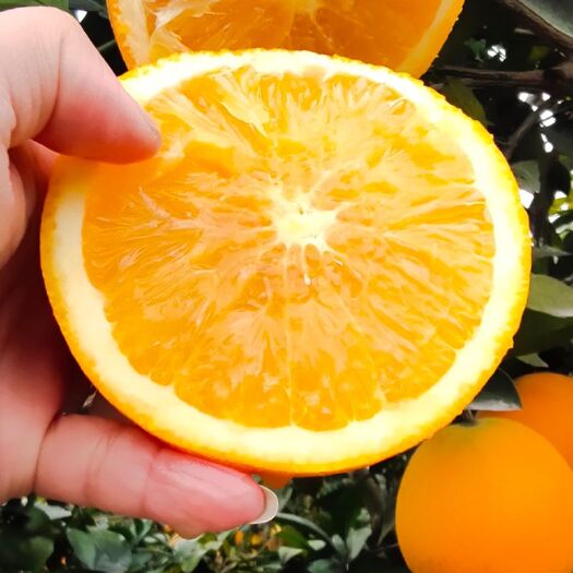 信丰县 赣南脐橙