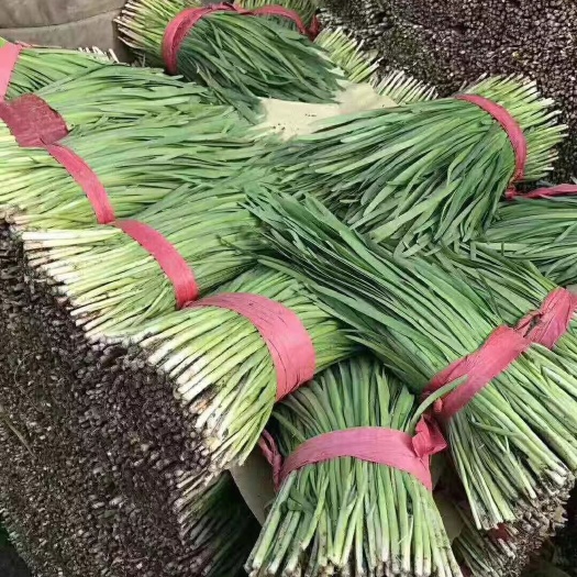 乐亭县大叶韭菜 头茬 30~35cm