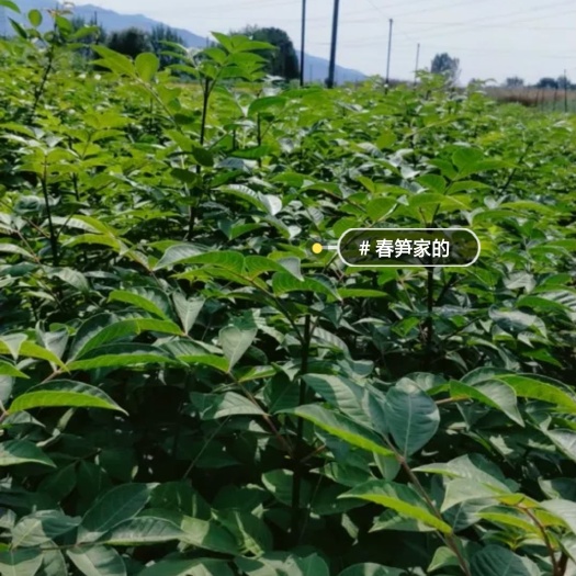 兰溪市吴茱萸苗 批发零售正宗中花吴茱萸扦插