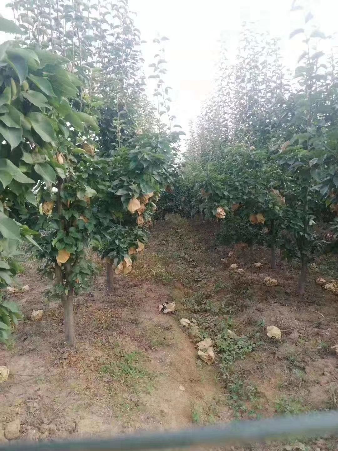 晚秋梨树苗 占地梨树