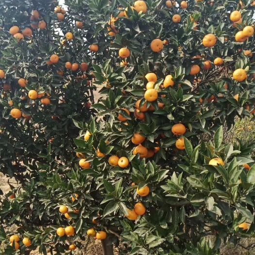 泰和县蜜桔 蜜橘蜜广 自家果园种植南丰蜜橘