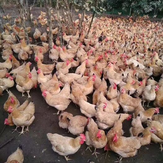 广州三黄鸡苗  广西黄土鸡苗，三黄鸡母苗，全国发货，承担路途损耗