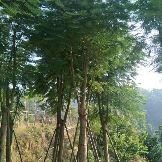 凤凰木