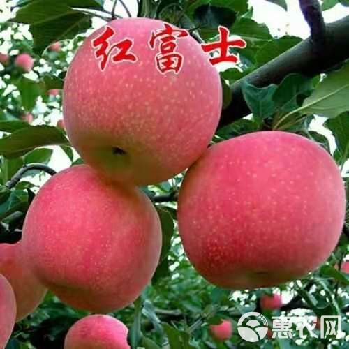  黑钻苹果树苗地栽当年结果矮化特大耐寒红富士苹果苗南方北方种植