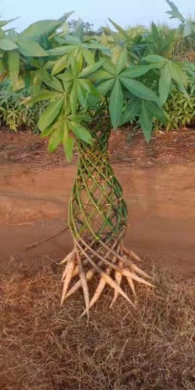 方城县荷花盆栽 2019家庭款盆景小花瓶