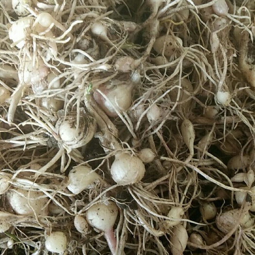 梨樹縣野蒜