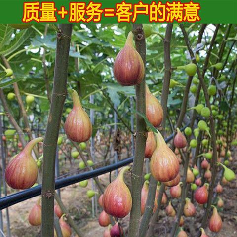  无花果树苗品种齐全