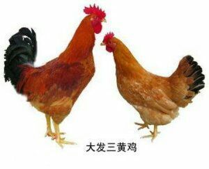 南宁三黄鸡苗 三黄鸡