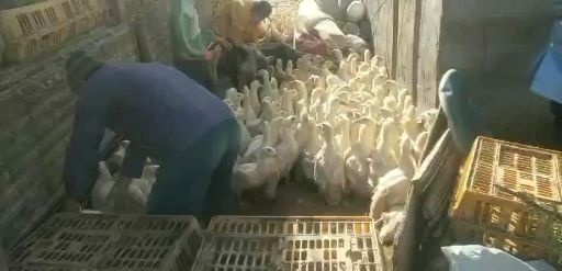 东平县 肉鸭樱桃谷