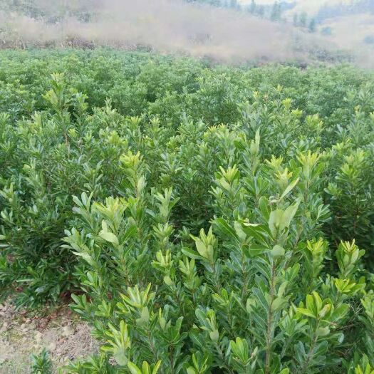 靖州县晚稻杨梅苗 我这里大量供应乌梅台梅，还有直身苗嫁接苗有50万