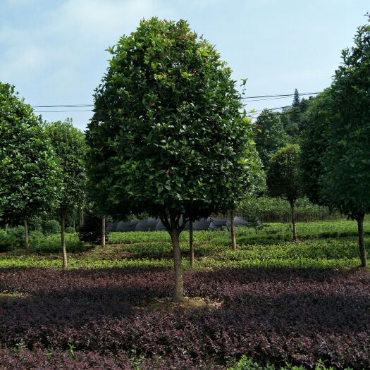 浏阳市 供应各种规格香樟,桂花,广玉兰,乐昌含笑！