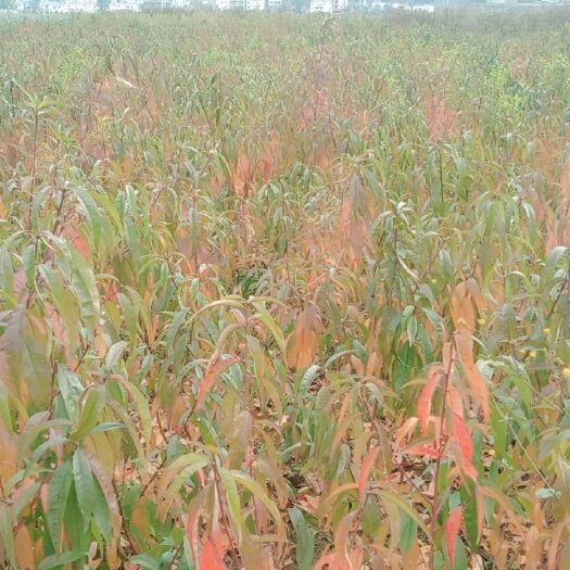 昭通冰糖心苹果苗 0.5~1米