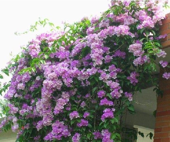 漳州多花紫藤  爬藤类花卉绿植，蒜香藤，紫色花簇，美观
