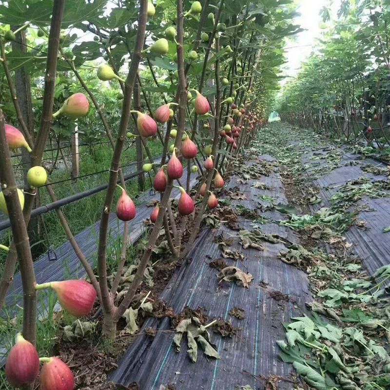  无花果树苗品种齐全
