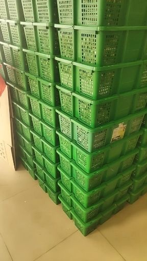 东源县土鹌鹑蛋 质量杠杠