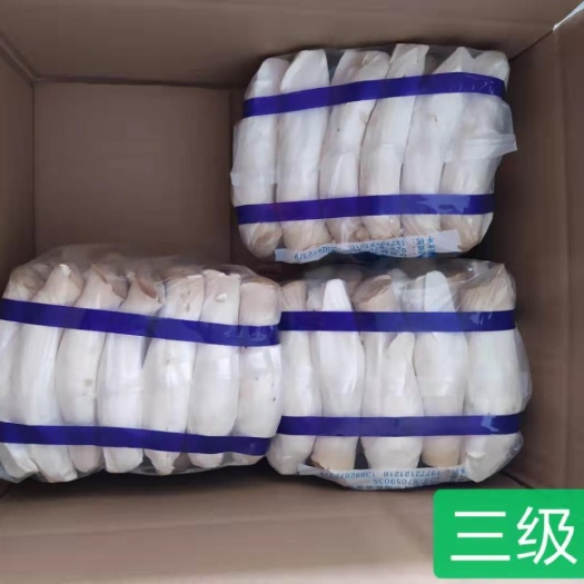 咸阳鲜杏鲍菇 质优价廉，长期供应