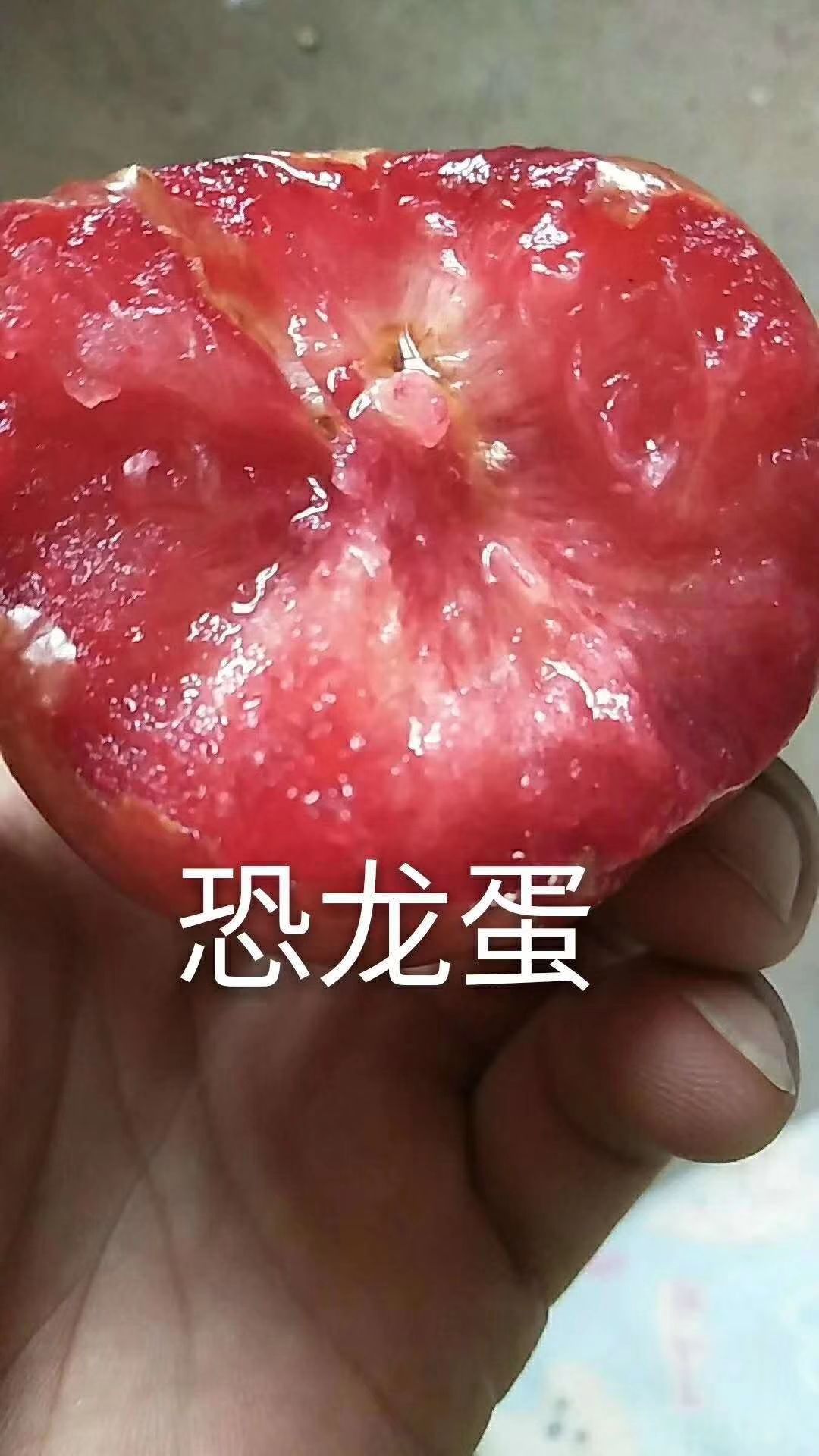 凯特杏苗 杏树，凯特杏