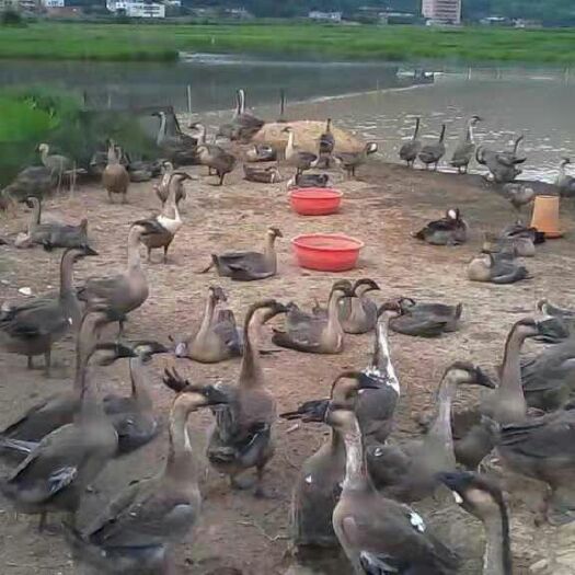 南宁 广西黑狮头鹅苗