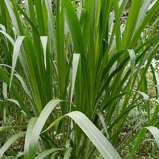 安顺 供应巨菌草