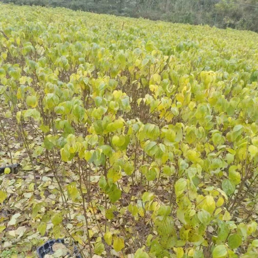 石泉县拐枣苗  秦岭野生嫁接籽播苗，红拐枣，搜拐枣
