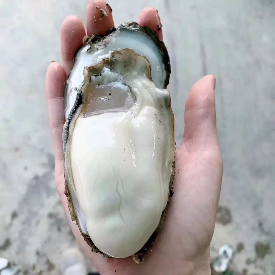 青岛 山东乳山生蚝牡蛎批发 肥度满壳 全国可发 大小均有 鲜活