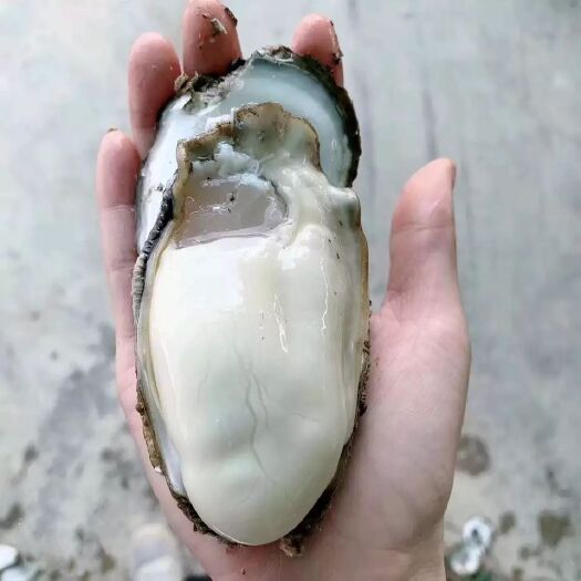 青岛 山东乳山生蚝牡蛎批发 肥度满壳 全国可发 大小均有 鲜活