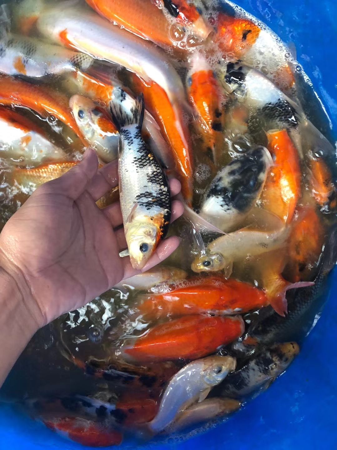  出售，丹顶丶红白丶秋翠丶日本锦鲤